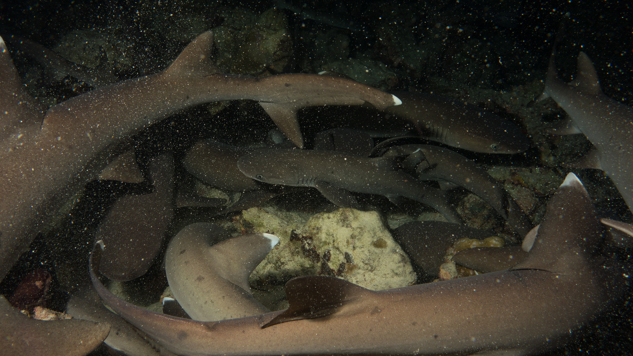 White tip reef sharks resting on rocky seafloor at Cocos Island Costa Rica
