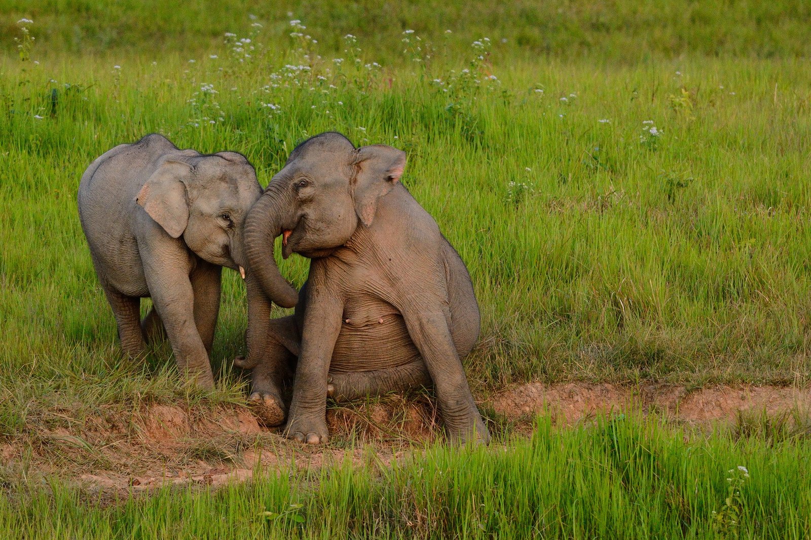 Wild Asian elephants in Khao Yai National Park, Thailand