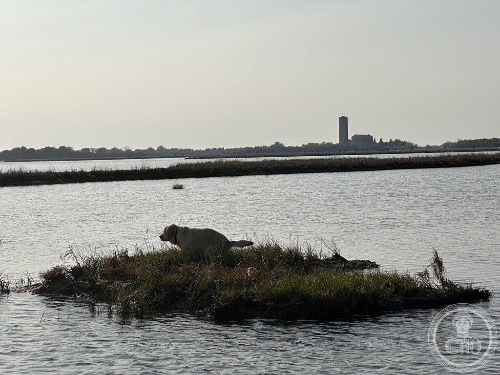 A dog exploring a small barena salt-marsh islet in the Venetian Lagoon, with a distant church tower on the horizon