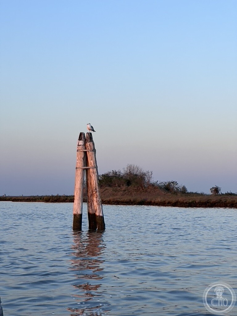 A gull perched on wooden bricole marking a channel in the Venetian Lagoon at dusk