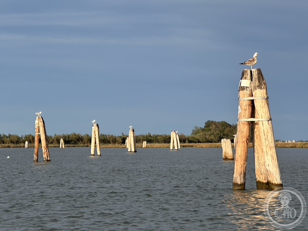 Wooden mooring poles (bricole) marking a navigation channel in the Venetian lagoon, with seagulls resting on top