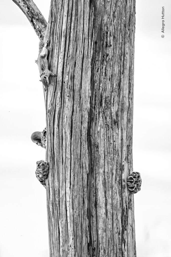Black and white photograph of a bare tree trunk, with a squirrel high on a branch and a young leopard climbing the far side