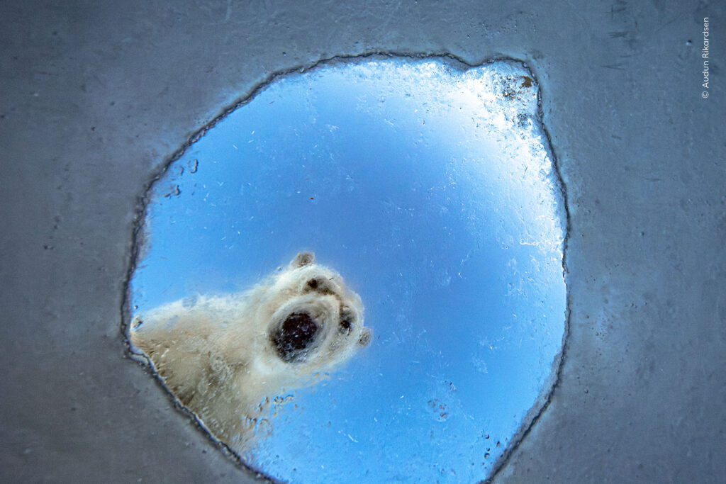 Seen from below through a ragged hole in Arctic sea ice, a polar bear looks down into the water against a blue sky
