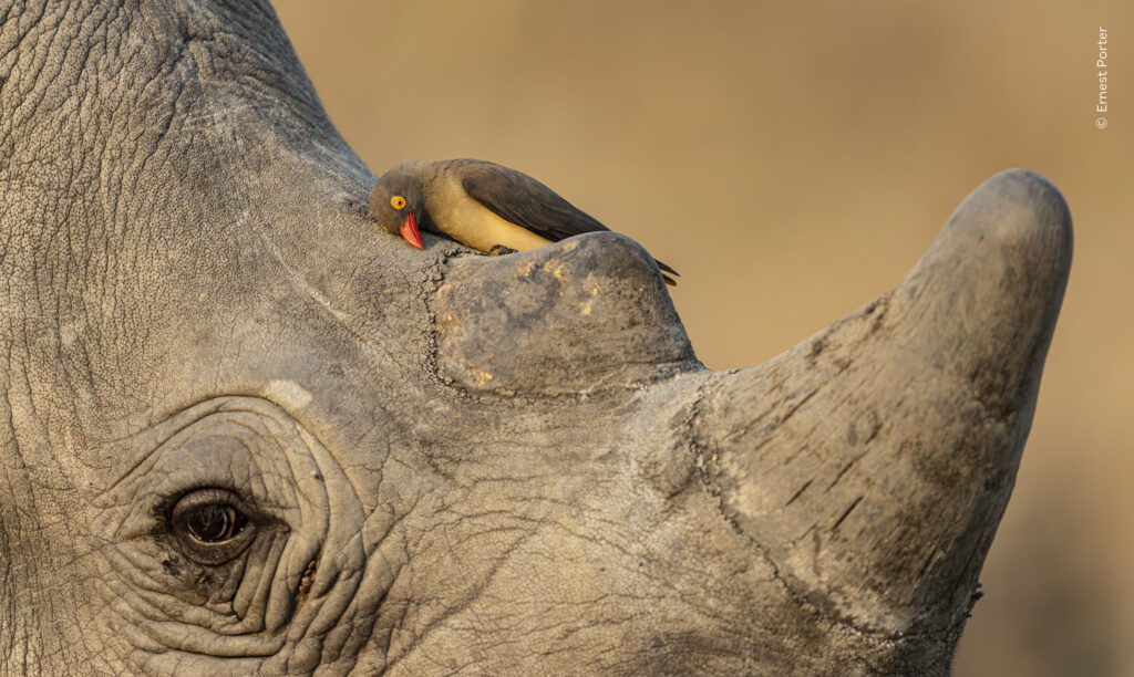 An oxpecker with a red and yellow bill perched on the base of a rhinoceros horn, in warm late afternoon light