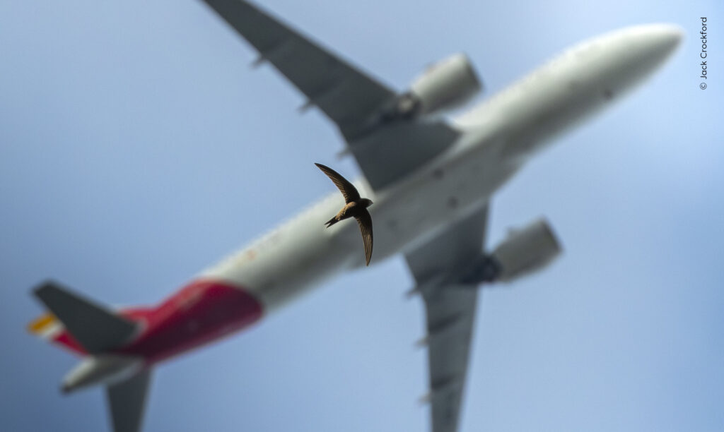 A small bird with swept-back wings crosses in front of an airliner seen from below against a pale sky