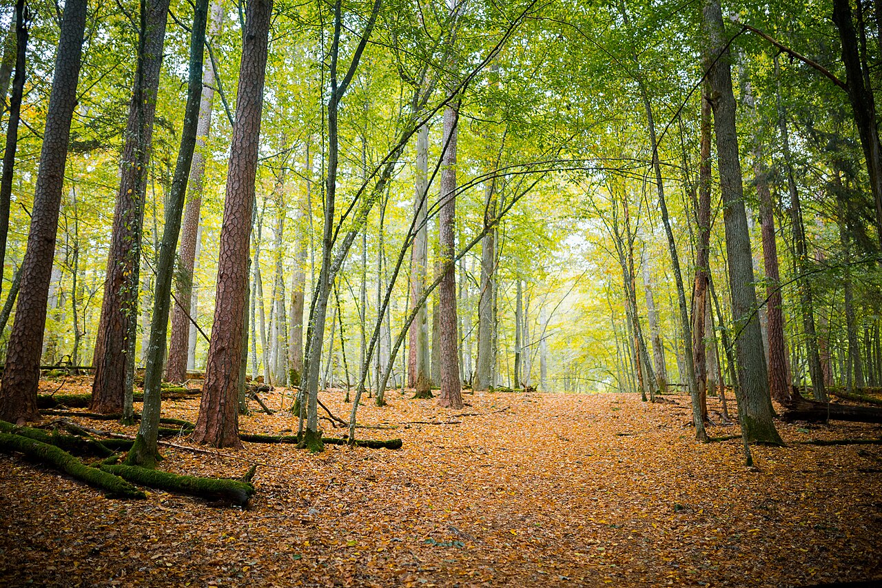 Forest path through ancient trees in Białowieża primeval forest, Belarus
