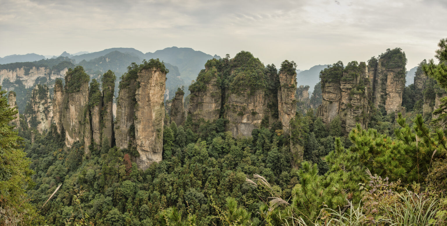 Narrow quartz sandstone pillars rising out of dense broadleaf forest at Huangshizhai in Wulingyuan, their bare rock faces streaked and weathered