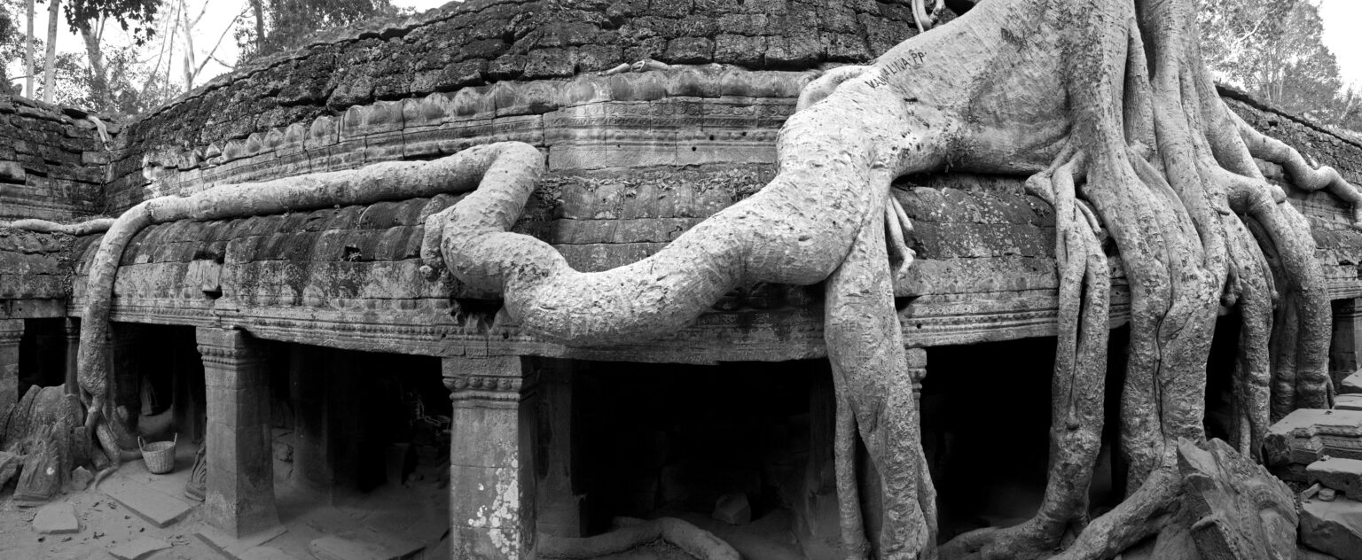 The pale roots of a huge tree spread across and down the roof of a gallery at Ta Prohm, gripping the stone