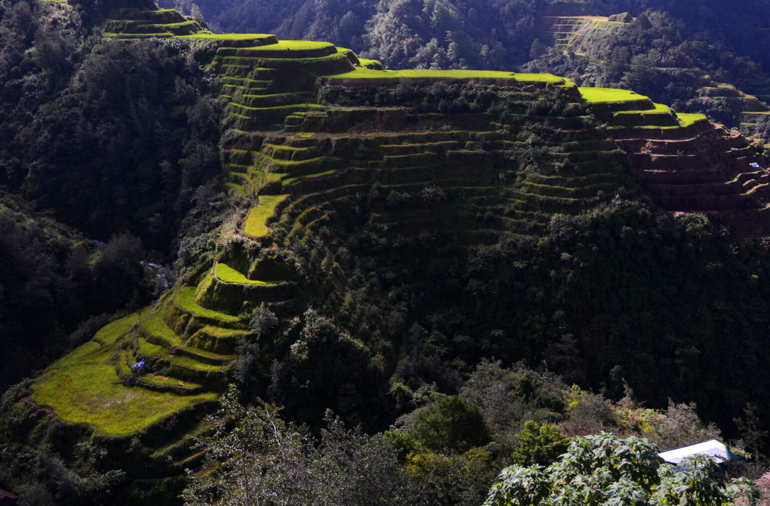 Stepped rice paddies cut into a steep forested slope above Banaue, the stone retaining walls of each terrace visible