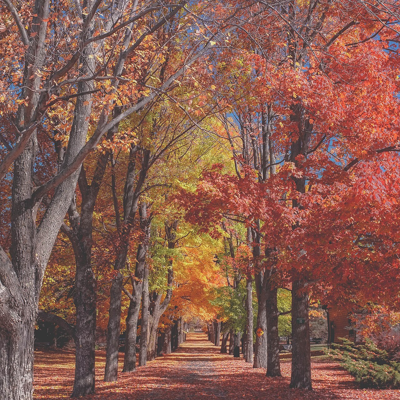 Catskill