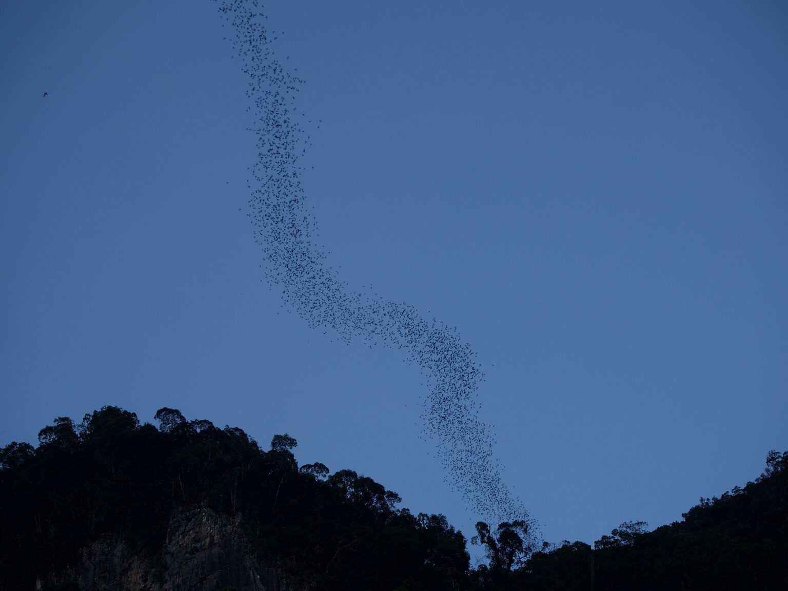 A long ribbon of bats streaming out across the evening sky above the forest