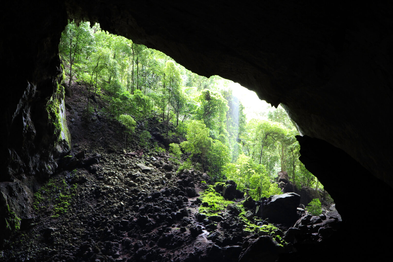 Daylight falling through a large opening in a cave roof, lighting plants on the rock far below