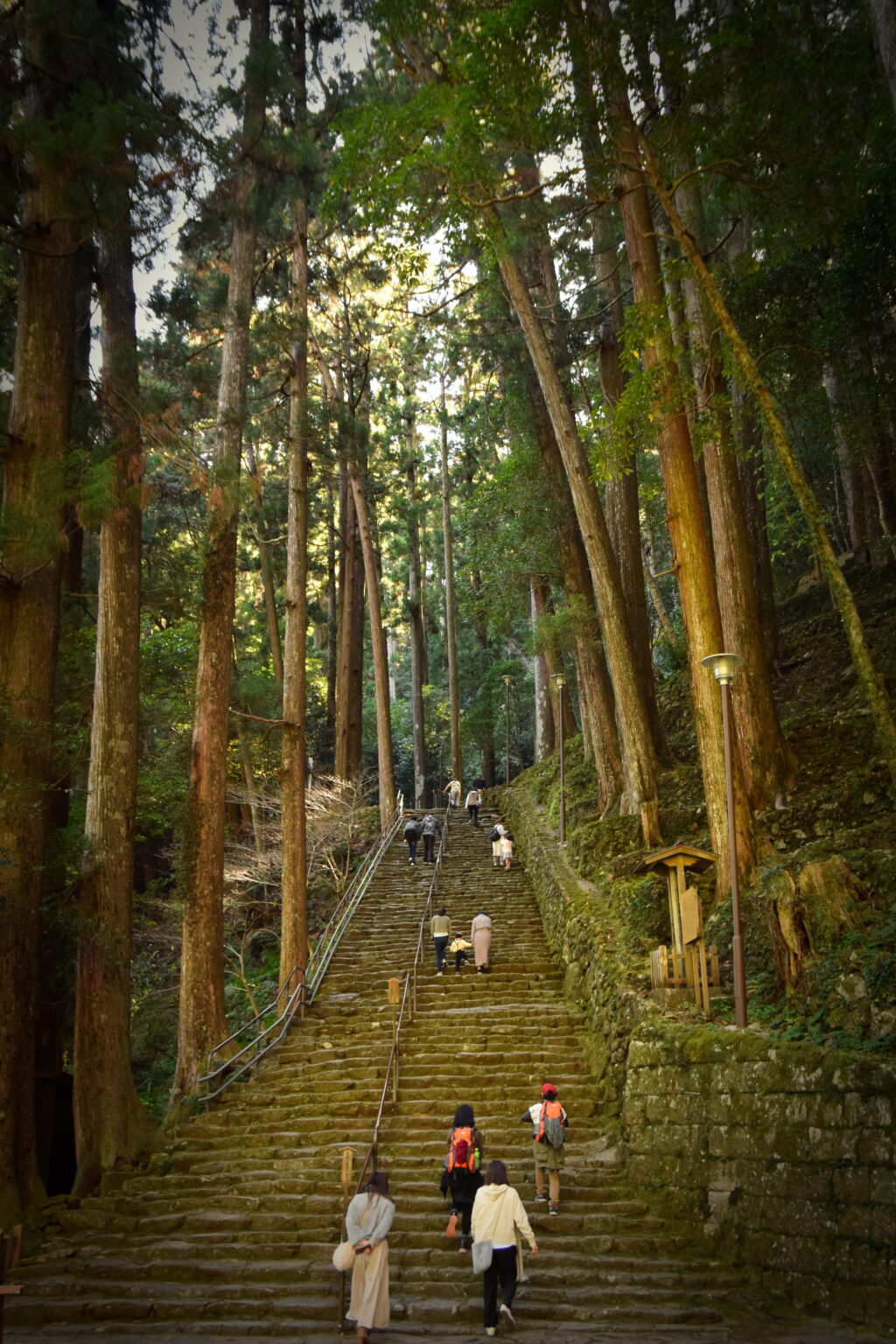 Walkers climbing a long flight of stone steps between tall bamboo and cedar
